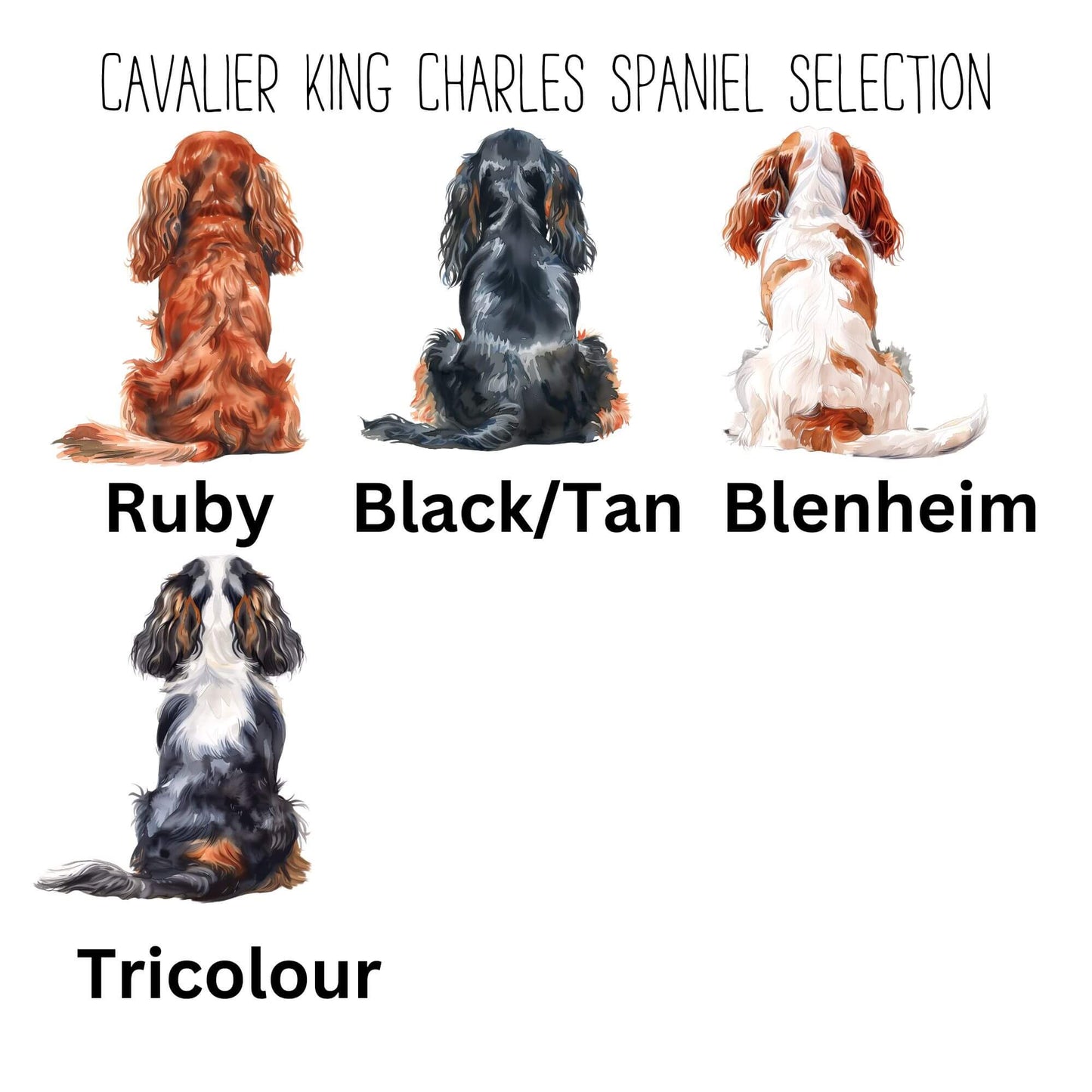Illustrated Cavalier King Charles Spaniel Definition Print
